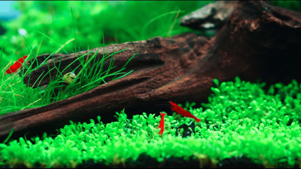 Freshwater Aquarium Shrimp for Beginners