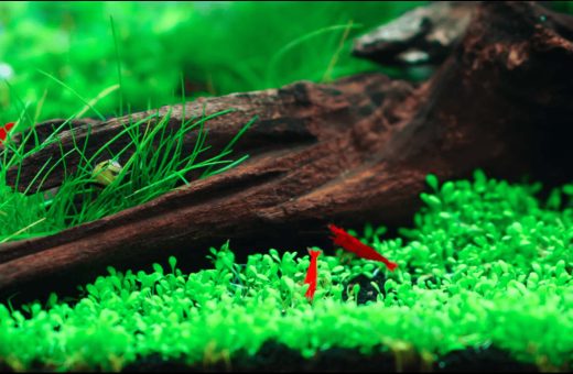Freshwater Aquarium Shrimp for Beginners