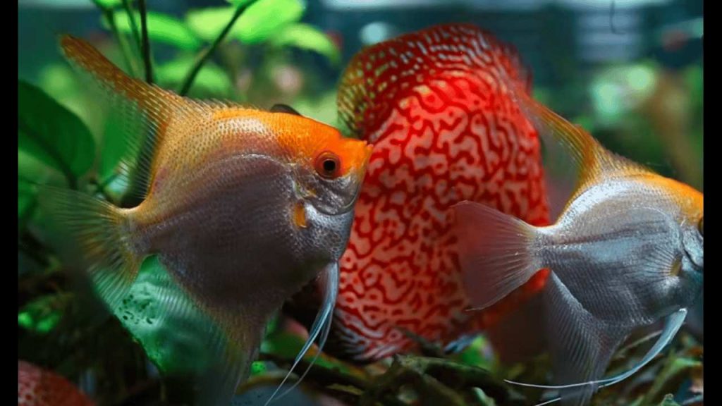 How to Lower Nitrite in a Aquarium Fish Tank Safely