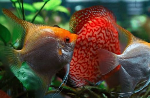 How to Lower Nitrite in a Aquarium Fish Tank Safely