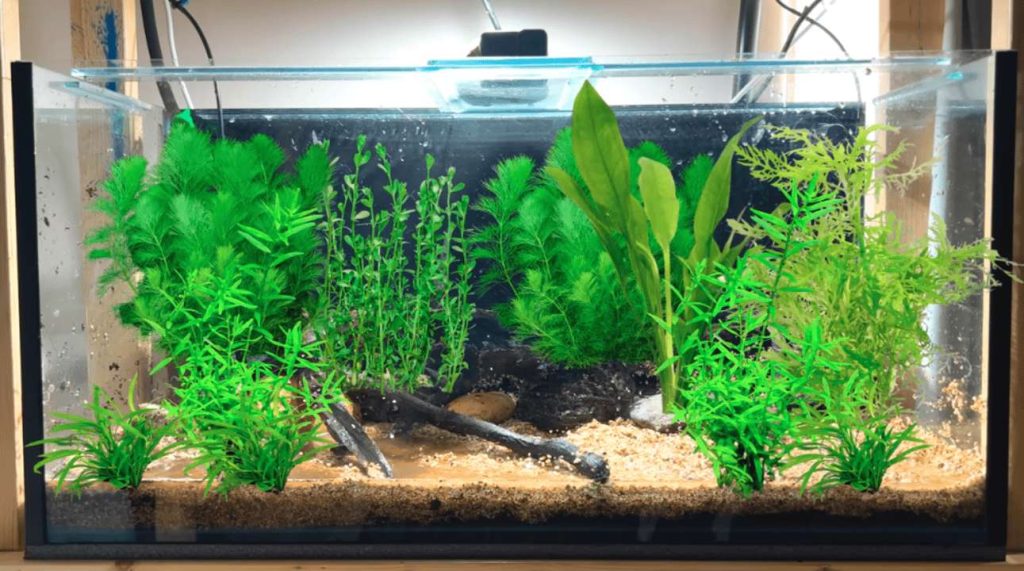 How to Set Up an Aquarium Beginner Kit Step by Step