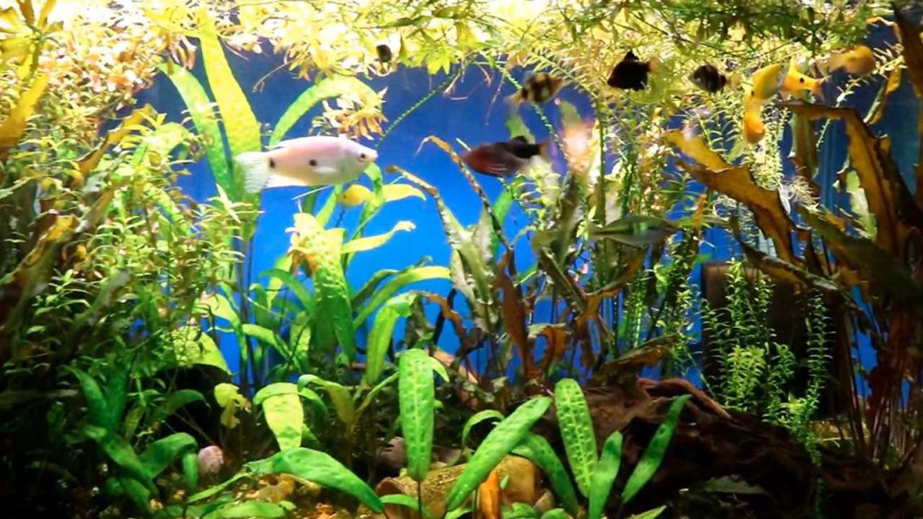 How to Speed Up an Aquarium Cycle Without Risking Fish
