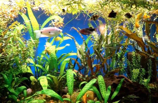 How to Speed Up an Aquarium Cycle Without Risking Fish