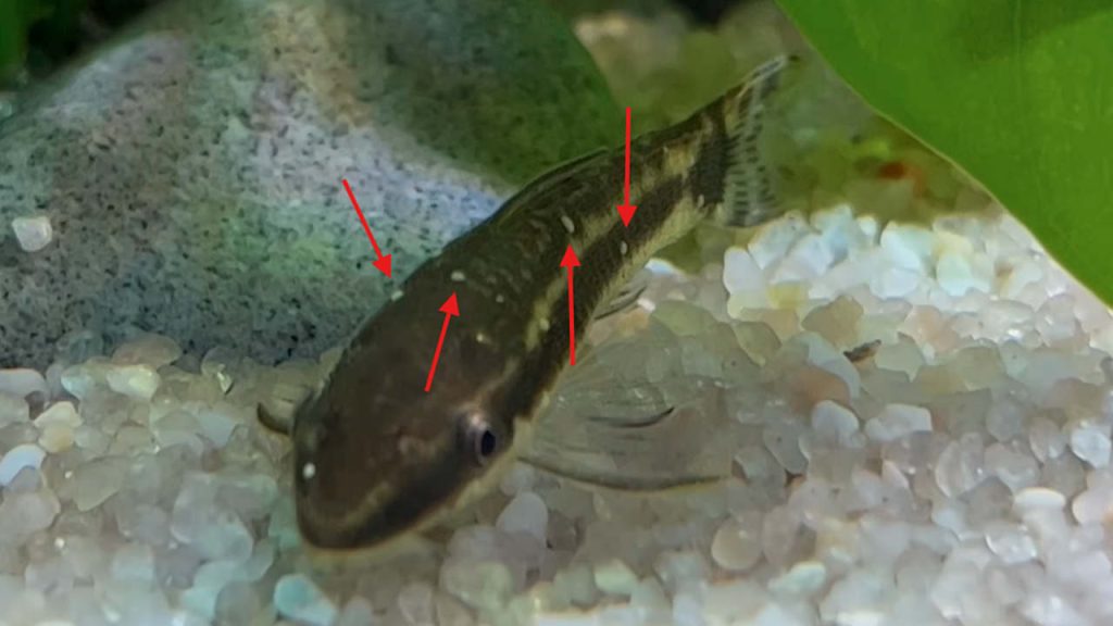 Freshwater aquarium fish showing white ich spots during treatment for white spot disease