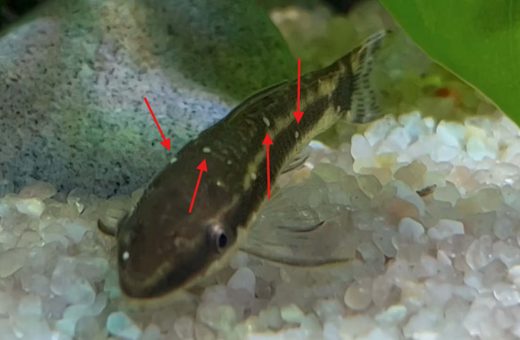 Freshwater aquarium fish showing white ich spots during treatment for white spot disease