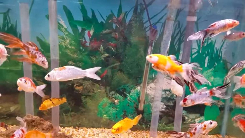 Main Causes of Fin Rot in Fish