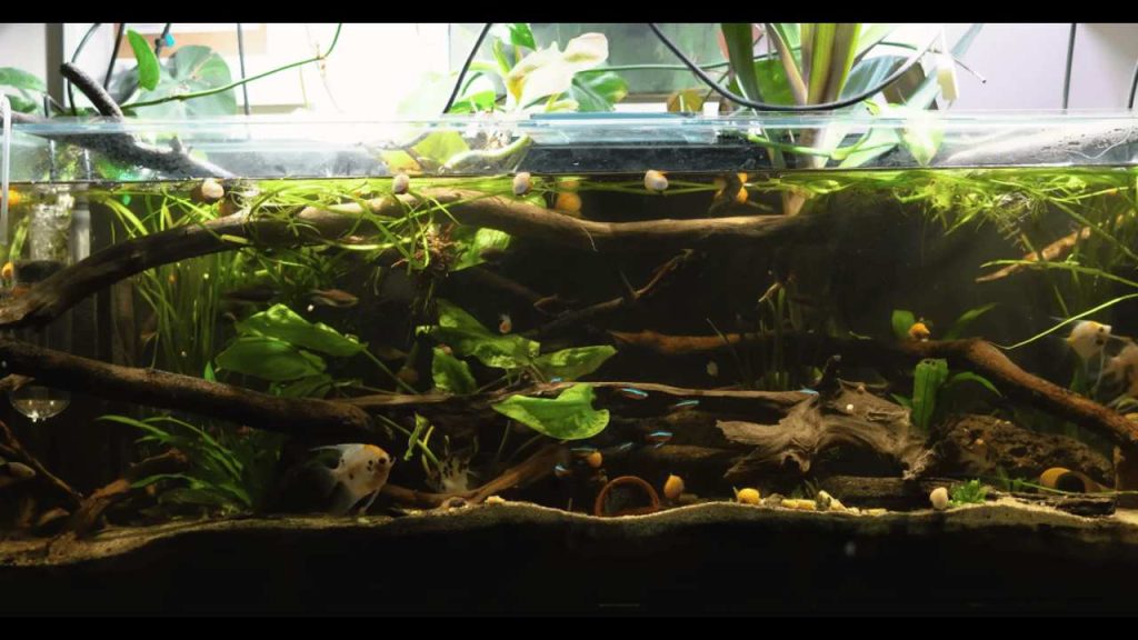 Plant and Fish Aquarium Compatibility