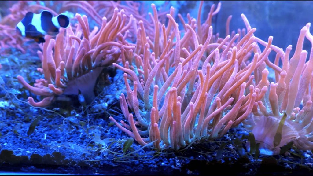 Reef aquarium for beginners with colorful corals, live rock, saltwater fish, and LED lighting