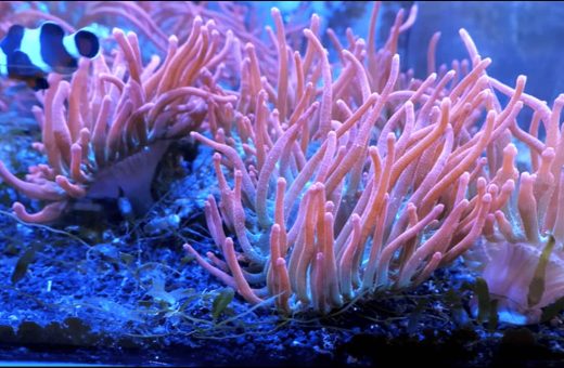 Reef aquarium for beginners with colorful corals, live rock, saltwater fish, and LED lighting