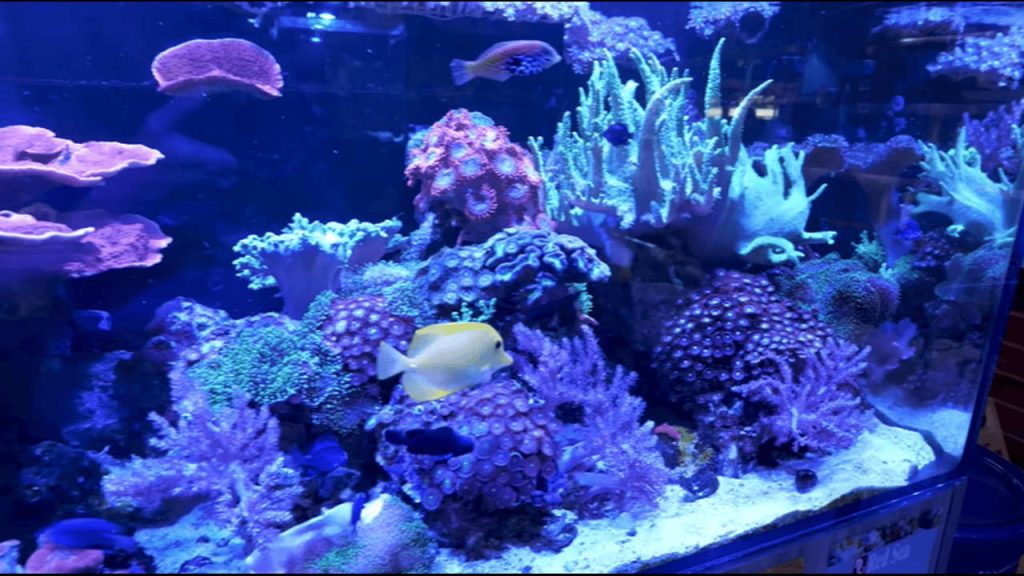 Reef Aquarium Water Parameters for Beginners