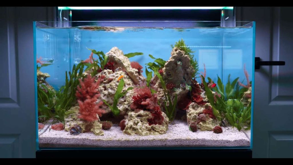 Saltwater Aquarium for Beginners