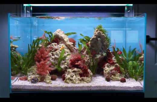 Saltwater Aquarium for Beginners