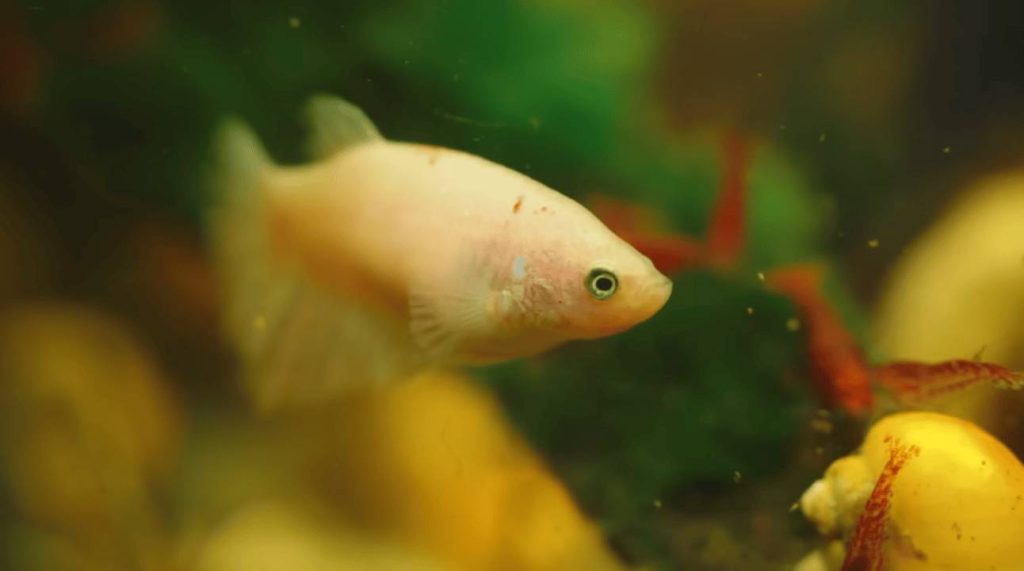 Simple Aquarium Care Routine for Beginners
