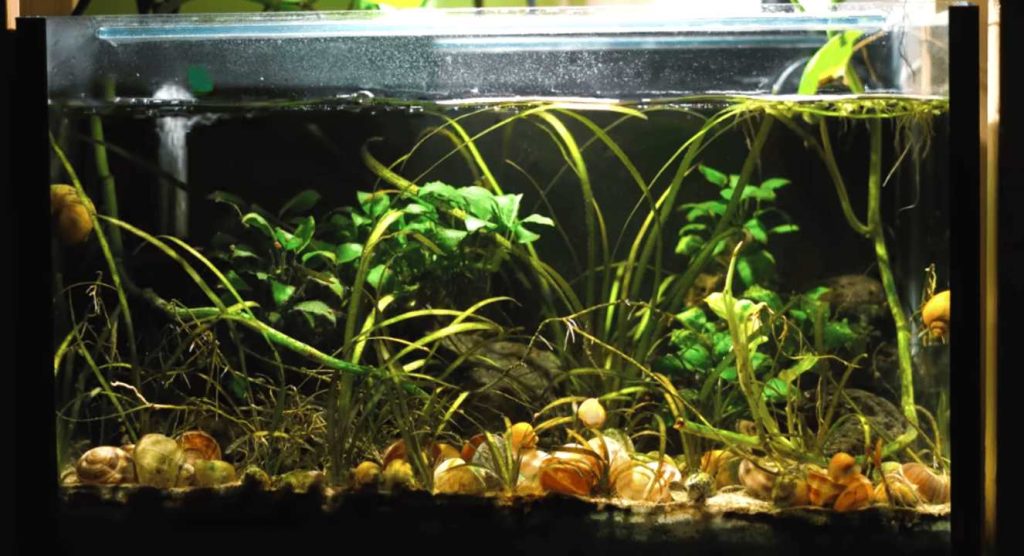 Simple Equipment for a Live Plant Aquarium for Beginners