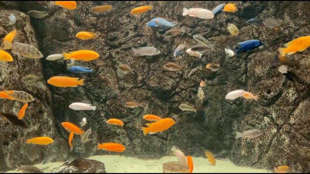 Starter Aquarium Fish Tank