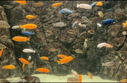 Starter Aquarium Fish Tank