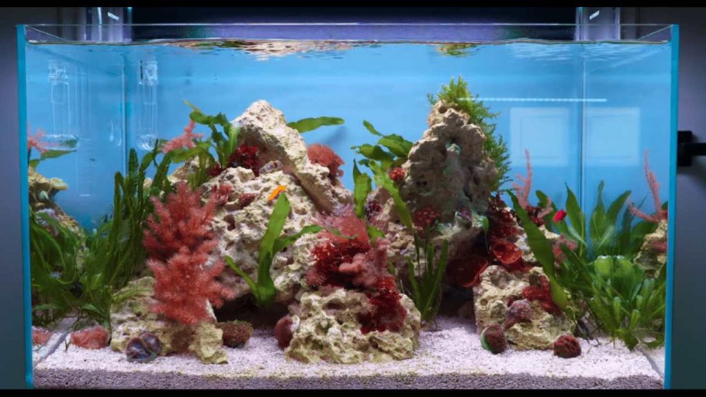 Starting a Tropical Fish Aquarium