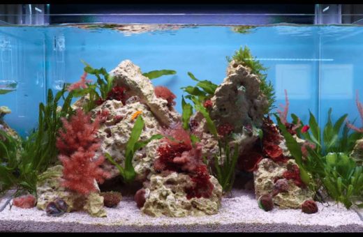 Starting a Tropical Fish Aquarium