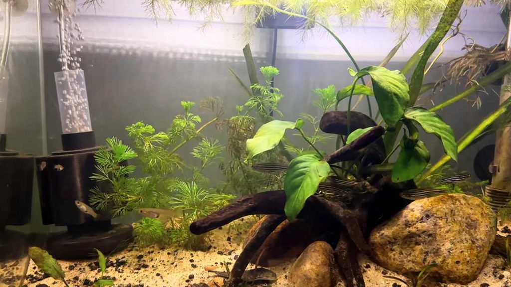Step-by-Step Dropsy Fish Treatment