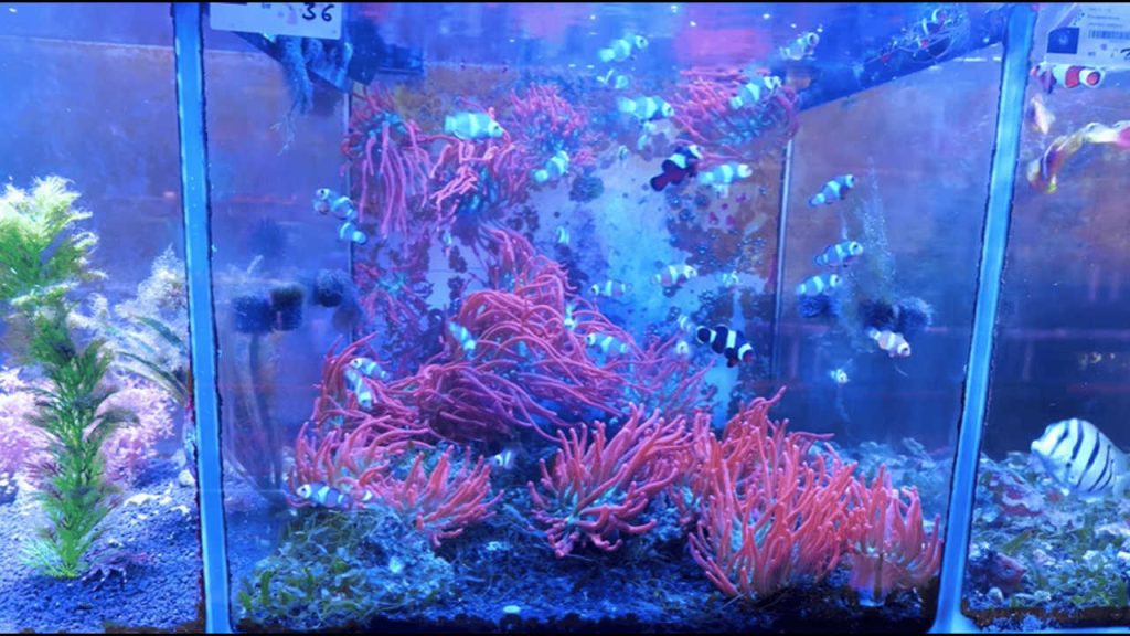 Step-by-Step Reef Aquarium Setup for Beginners