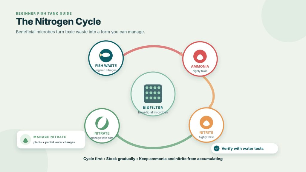 Image about the nitrogen cycle in the aquarium that shows how fish waste turns into ammonia, then nitrite, and then nitrate due to the action of the beneficial bacteria.