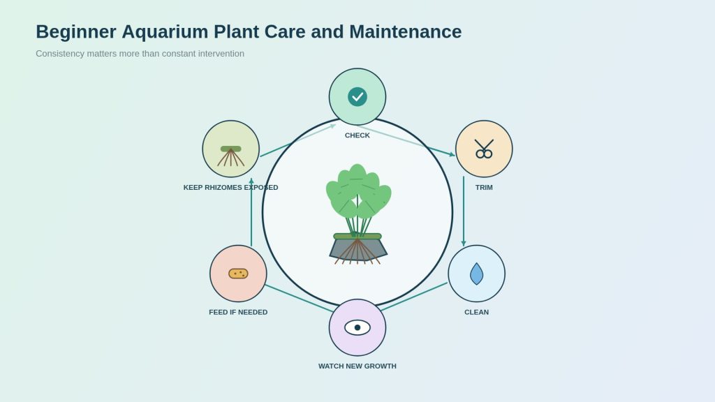 Aquarium plant care cycle, which will include the trimming process, cleaning, feeding roots, and constant observation of growth and conditions in the aquarium.