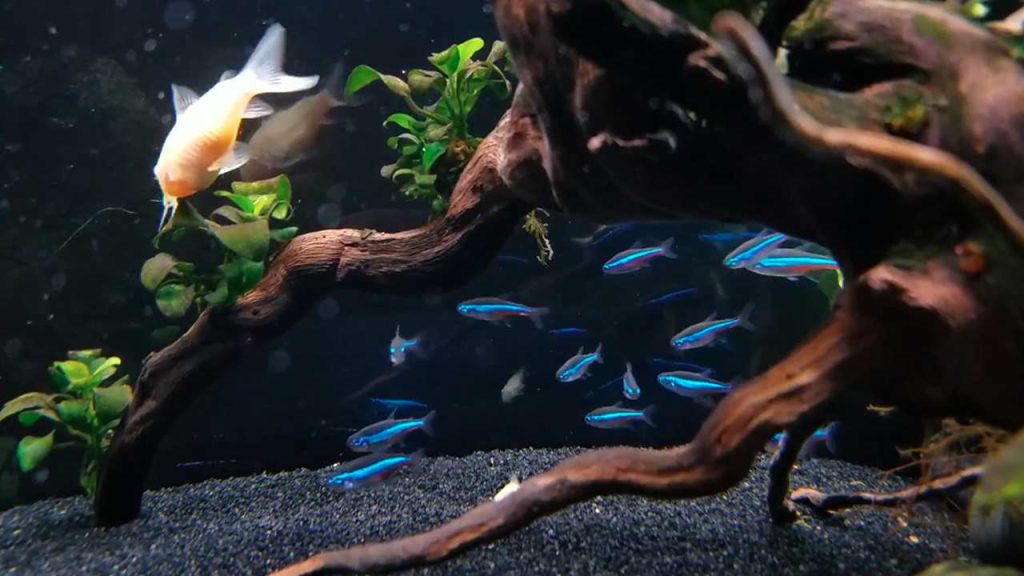 Starter fish tank with freshwater fish, live plants, filter, heater, substrate, and necessary aquarium accessories.