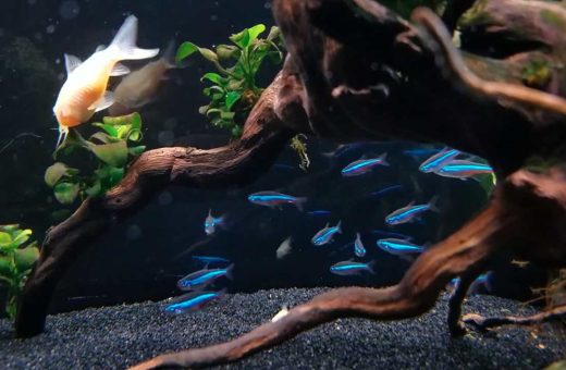 Starter fish tank with freshwater fish, live plants, filter, heater, substrate, and necessary aquarium accessories.