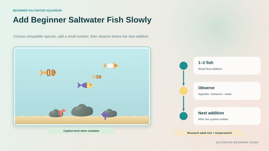 A beginner starter plan for stocking saltwater fish featuring clown fish, royal gramma, firefish, and goby, and a gradual introduction of fish into the aquarium.