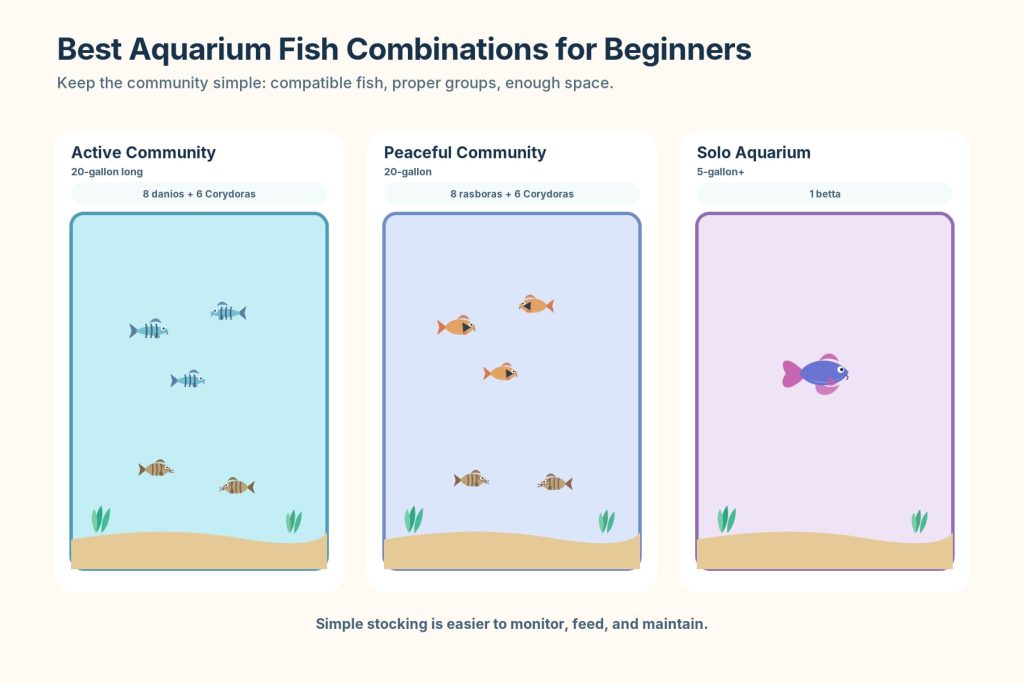 Infographic on beginner aquarium fish combinations that lists safe freshwater fish for community tanks and aquarium setups.