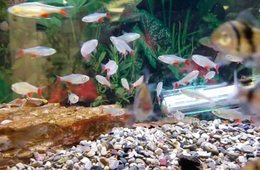 Best Aquarium Fish for Beginners: Easy, Hardy Species