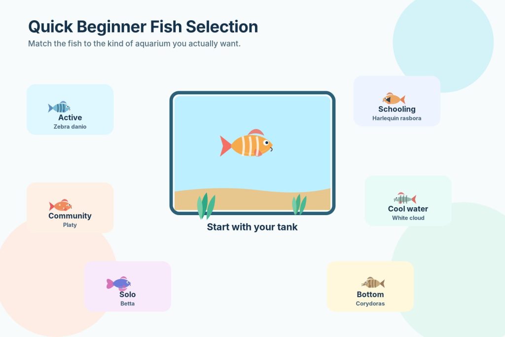 Infographic showing different types of fish that can be placed in aquariums according to the experience of the owner as well as the kind of aquarium he has.