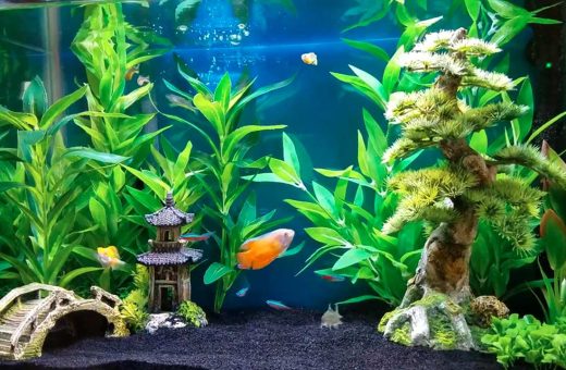 Freshwater aquarium for beginners featuring no-fuss live plants such as anubias, java fern, and vallisneria.