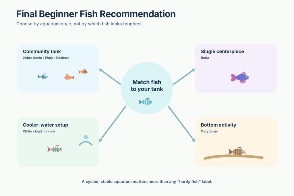 Infographic detailing best fish species one can have while starting aquariums, such as zebra danios, platies, harlequin rasboras, bettas, white cloud minnows, and Corydoras.