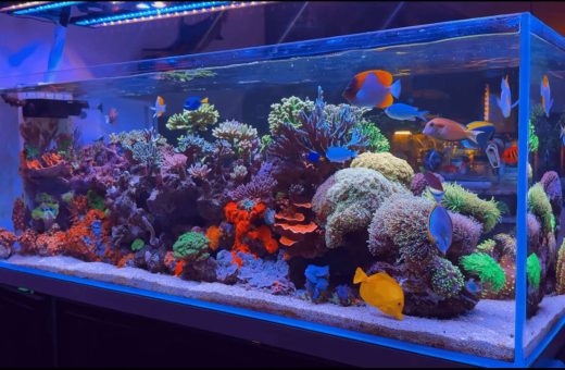 Beginner's reef aquarium corals that can assist in setting up soft coral and LPS corals in the new reef aquarium.