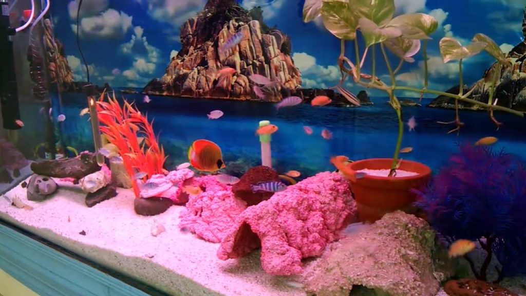 Fish Keeping: Complete Beginner Guide to a Healthy Aquarium