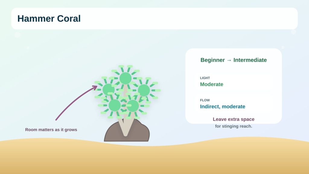 The Hammer Coral Care Infographic displays the parameters of moderation in lighting, low water flow, and space for the coral growth.