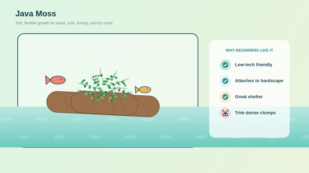 The image shows the Java moss growing on driftwood along with an assortment of fish.