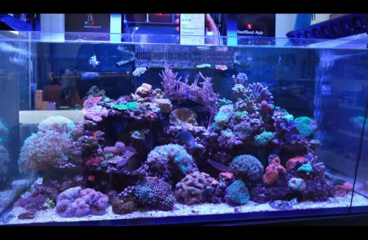 Beginner saltwater aquarium set up featuring marine fish, rock, coral, filtration, lighting, and tank setup supplies.